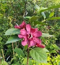 Kielichowiec wonny (Calycanthus floridus)